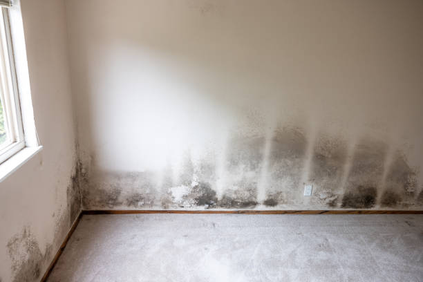 Mold Documentation for Insurance Claims in Wisner, NE